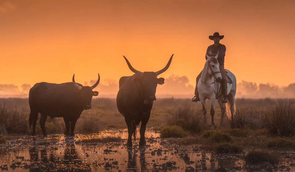 camargue-tauraux