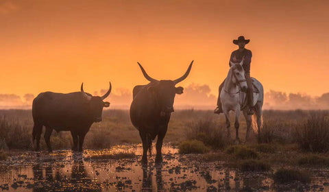 camargue-tauraux